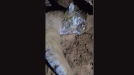 Tiger Poaching Strikes Karnataka’s MM Hills Sanctuary Again: Minister Orders High