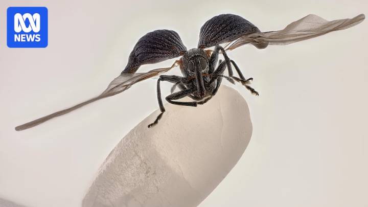 Nikon Small World photomicroscopy competition's top 15 images of 2025 capture our tiniest signs of life