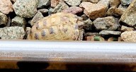 Runaway tortoise named Mr. T saved after wandering onto train tracks