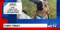 Furry Friday: Meet Wiley