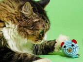 Pet Parents Claim Their Lazy & Picky Cats Are ‘Obsessed’ With This $7 Catnip