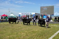 La Semana Angus de Primavera ratificó el liderazgo de la raza con negocios firmes y clima optimista