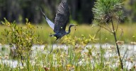 Is the Okefenokee World Heritage material? Scientists are trying to find out.