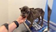 Frenchie From Florida Park Faces Euthanasia, But Her Story Of Rescue And Hope Is Just Beginning