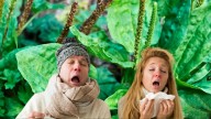 La planta de hojas anchas que es ideal para tener en el jardín: cura heridas y elimina el resfriado