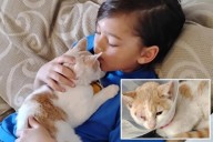 Boy, 9, saves kitten that was being 'tossed around like a football'
