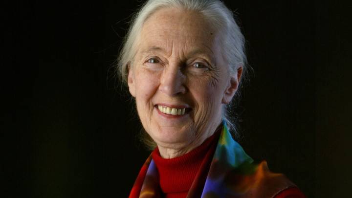 Iconic wildlife conservationist Jane Goodall has died at age 91