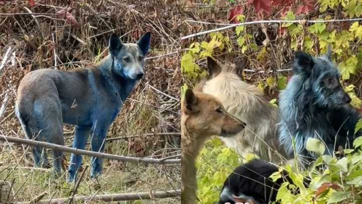 Descubren a perros con pelaje azul en zona de exclusión de Chérnobil