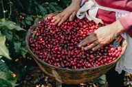 Europa exige y paga por café salvadoreño