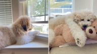 California Owners Leave Internet Speechless With Photos Of Their Massive St. Bernard Poodle Mix