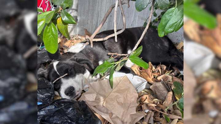 Puppy Found Crying In Bushes In California Reveals A Painful Secret To Her Rescuers