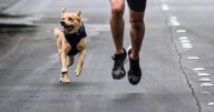 Realizan denuncia ante la FGE por la muerte del perrito “Chicles”