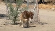 California Rescue Rushes To Help Injured Husky And Uncovers A Devastating Reality