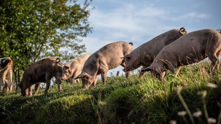 Consiguen por primera vez trasplantar el hígado de un cerdo a un paciente vivo