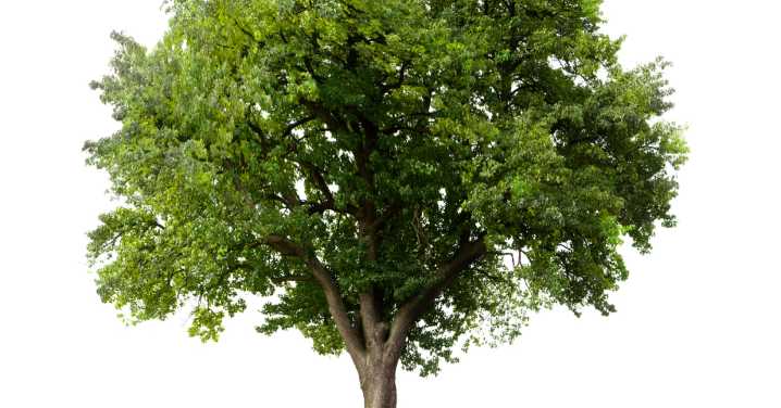 Trees Planted at Patrick Henry Help Cool Parking Lot and Combat Heat Islands