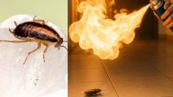 Woman Accidentally Kills Neighbour While Trying to Burn Cockroach in South Korean Apartment