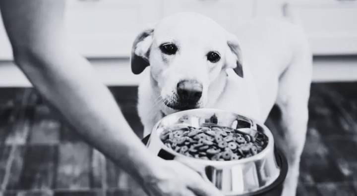 Alerta para dueños de mascotas: retiran comida para perros por posible contaminación, según FDA