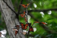 Newton hospital is 'critical pit stop' for monarch butterflies