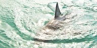 Tiburón en cautiverio atacó a un turista de 14 años en el Islote de San Bernardo, en Cartagena