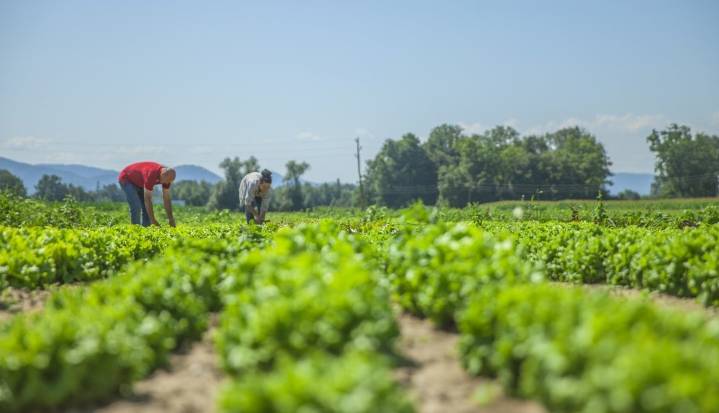 Los diferentes tipos de delitos que están frenando el desarrollo del campo nacional