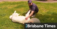 Dog-napper sentenced after stealing much