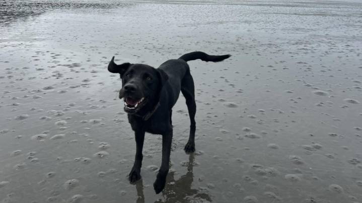 Dog's Death at Daycare Leads to Cruelty Charges in Seattle