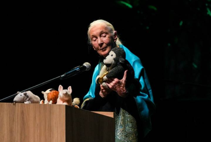 Murió Jane Goodall, pionera de la primatología