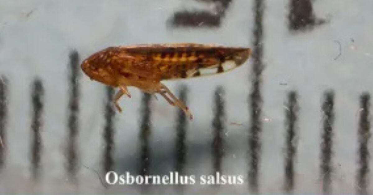 EU detecta por primera vez Osbornellus salsus en un cargamento de México, ¿qué es esta plaga agrícola?
