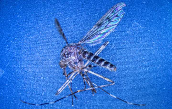 Mosquitoes found in Iceland for first time as climate crisis warms country