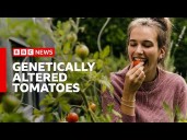 Why are tomatoes being genetically altered for vitamin D?