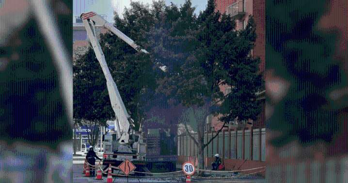 Más de 244.000 árboles bogotanos recibieron mantenimiento en el último año