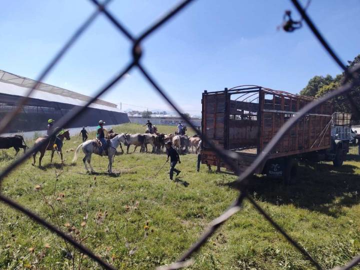 Caos vial en la México-Texcoco por escape de ganado en Rancho Castilla