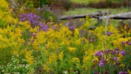 The Best Plants To Grow For A Biodiverse Garden