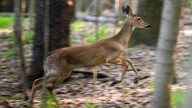 Granader: Farmington Hills' flawed decision to cull deer