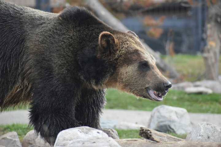 Can we learn to co-exist with grizzlies?