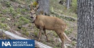 Vuelven a registrar al huemul “Newenche”, con radiocollar, esta vez en el Parque Nacional Nahuel Huapi