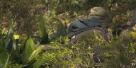 More than 100 citations issued since Savannah passed Urban Camping Ordinance