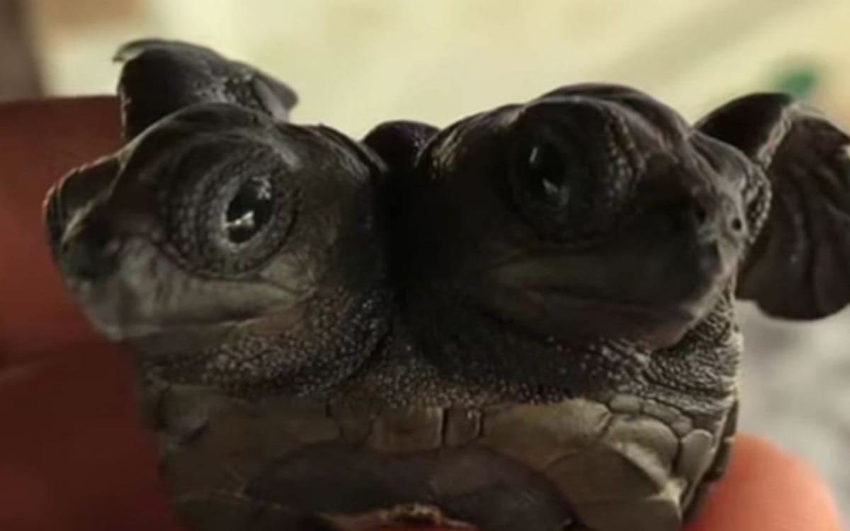 Hallan inusual cría de tortuga con dos cabezas en campamento de Michoacán