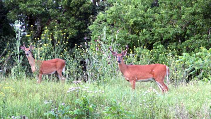 Second case of chronic wasting disease confirmed in Kentucky deer