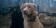 Indie Films Opening: 'Good Boy' Tips A Haunted House To A Dog's POV