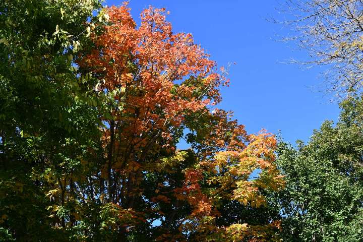 Picturesque Naperville N.E.W.S. / October 15