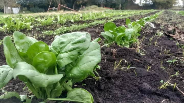 Ciudades agroecológicas: la hora de tender redes