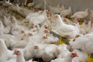 Confirman brote de influenza aviar en aves de traspatio en Rutherford