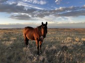 Soldier Ridge horses