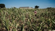 African maize is facing a drought crisis, but new ideas are taking root
