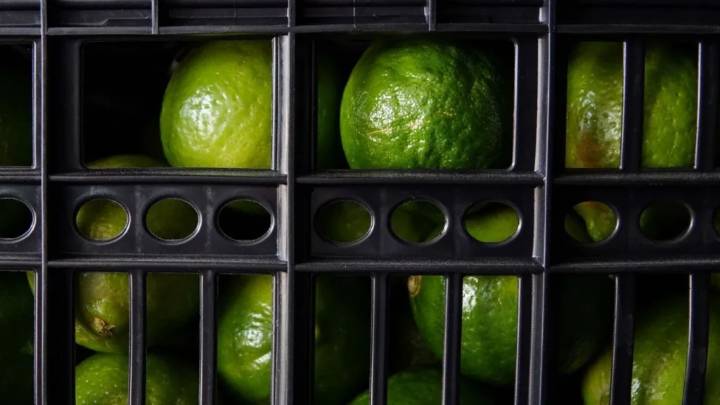 México, potencia en cítricos aún con extorsión del crimen y lluvias