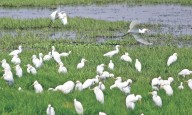 CMDA issues order to ban construction in and around Pallikaranai Marshland