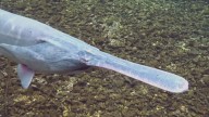 Why Oklahoma's paddlefish are thriving while other states struggle