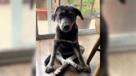 California Puppy Walks For The First Time After Facing Euthanasia, All Thanks To Her Canine Hero