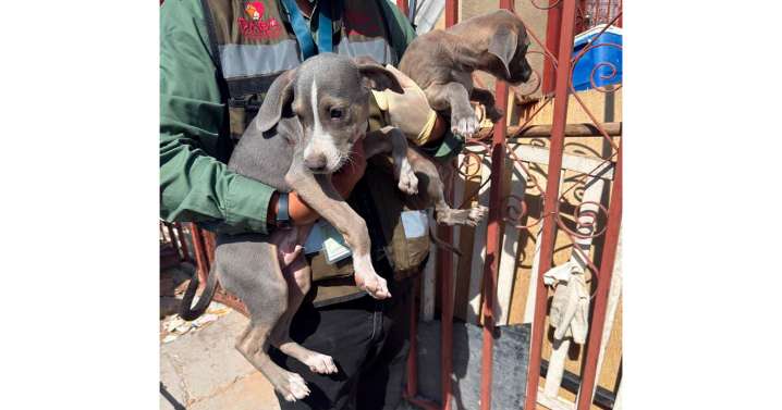 Catean nueve casas y rescatan a nueve perros en condiciones de maltrato